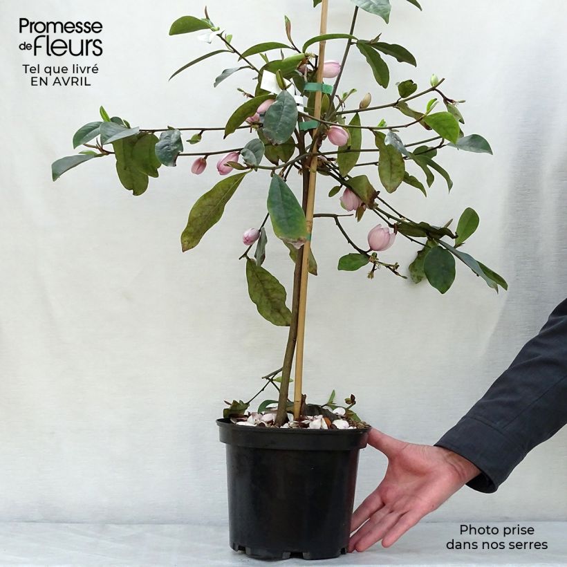 Example of Magnolia Fairy Blush - Michelia hybride Pot de 4L/5L as you get in printemps