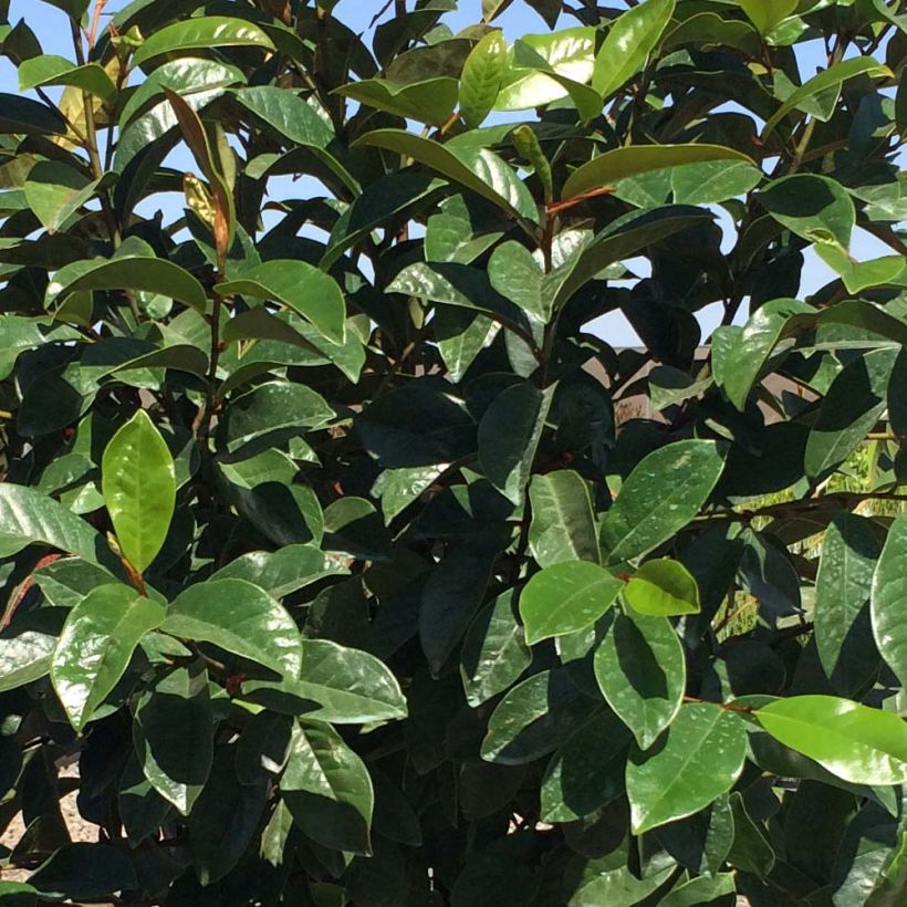 Magnolia Fairy Cream - Magnolia hybride (Foliage)