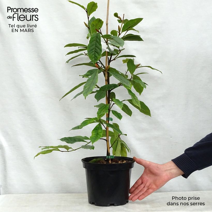 Example of Magnolia Fairy Cream - Magnolia hybride Pot de 3L/4L as you get in printemps