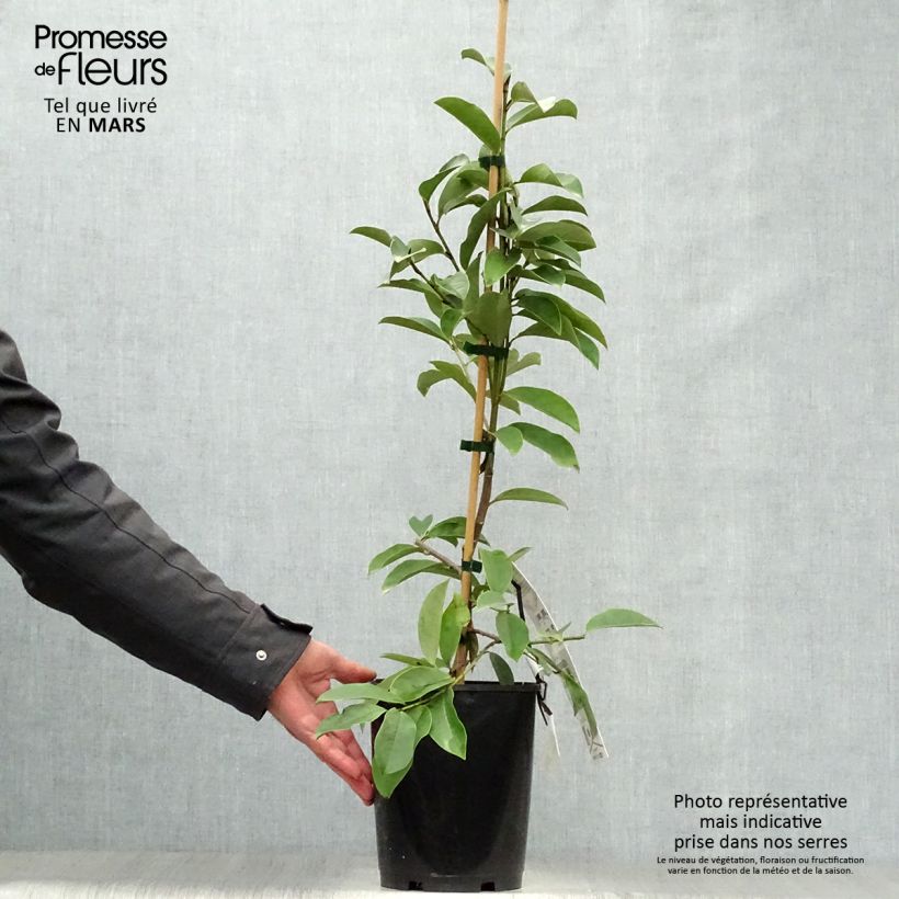 Example of Magnolia Fairy White - Michelia hybride Pot de 4L/5L as you get in printemps