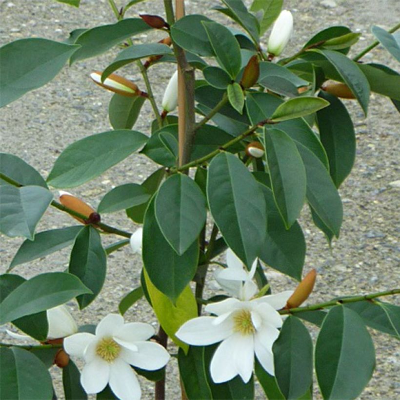 Magnolia Fairy White - Michelia hybride (Foliage)