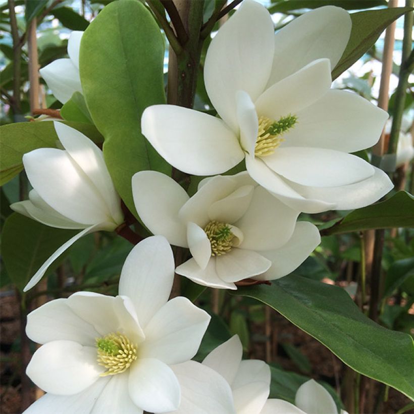 Magnolia Fairy White - Michelia hybride (Flowering)