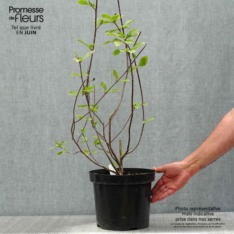 Example of Magnolia Genie Pot de 4L/5L as you get in printemps