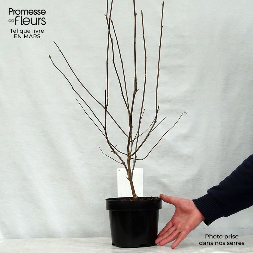 Example of Magnolia George Henry Kern Pot de 3L/4L as you get in printemps