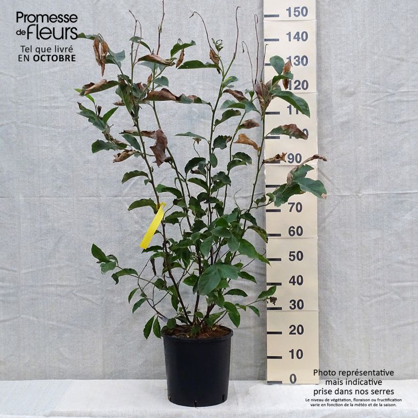 Spécimen de Magnolia George Henry Kern Pot de 7,5L/10L tel que livré en automne