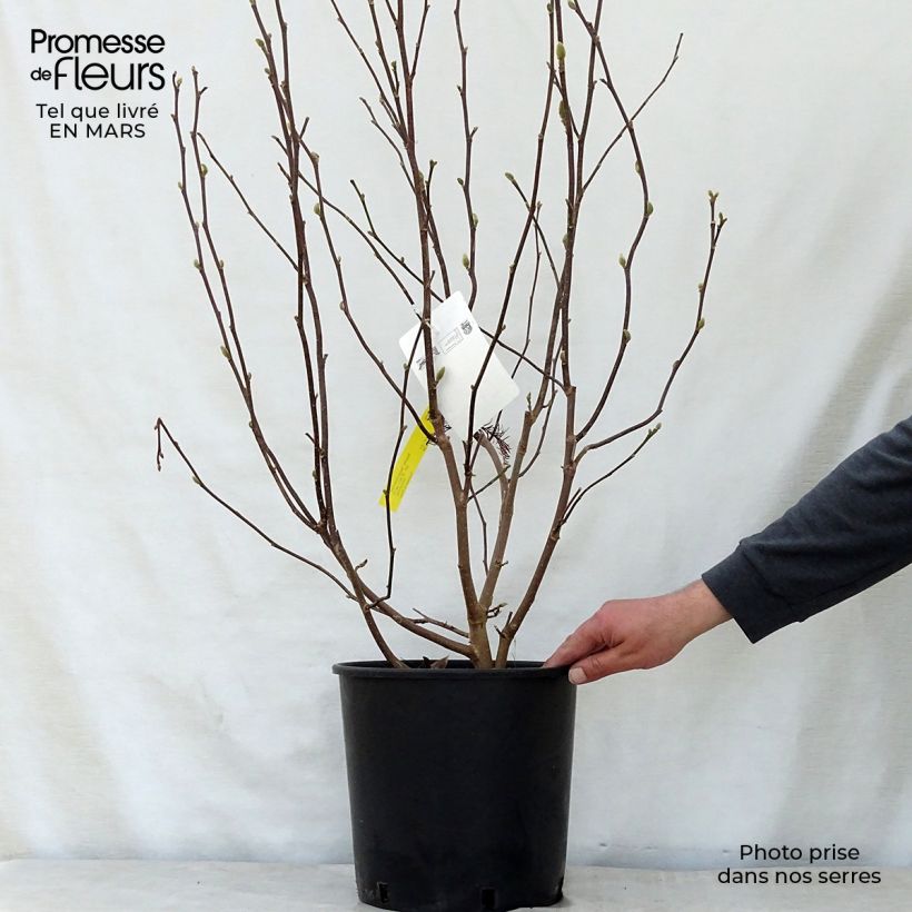 Example of Magnolia George Henry Kern Pot de 7,5L/10L as you get in printemps