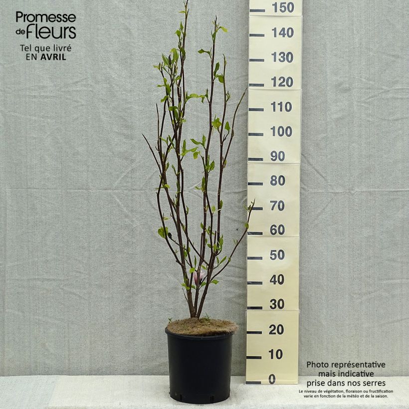 Example of Magnolia Heaven Scent  Pot de 12L/15L as you get in printemps