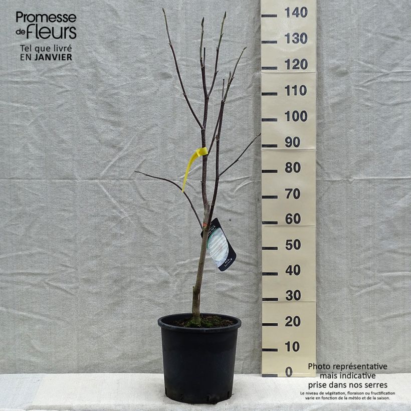 Spécimen de Magnolia Honey Tulip Pot de 12L/15L tel que livré en hiver