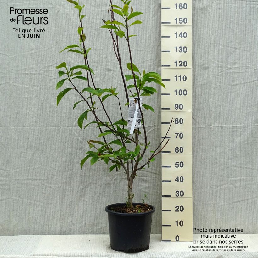 Example of Magnolia - Magnolia x soulangeana Andre Leroy Pot de 7,5L/10L as you get in printemps