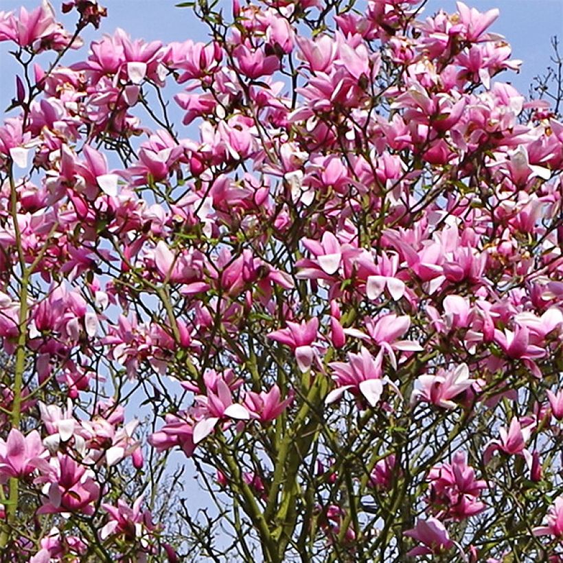 Magnolia Star Wars - Magnolia campbellii (x) liliiflora (Flowering)