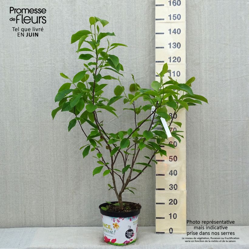 Example of Magnolia Star Wars - Magnolia campbellii (x) liliiflora Pot de 7,5L/10L as you get in printemps