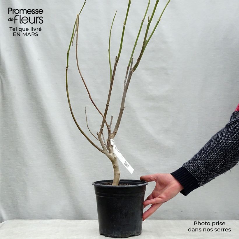 Example of Magnolia Star Wars - Magnolia campbellii (x) liliiflora Pot de 4L/5L as you get in printemps