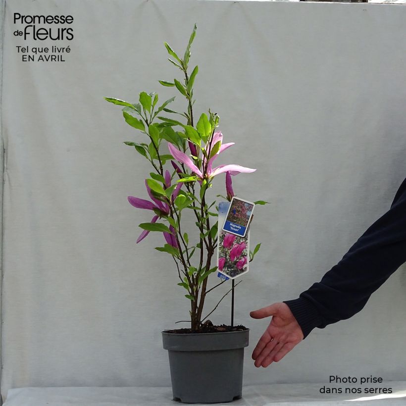 Example of Magnolia Susan Pot de 3L/4L as you get in printemps