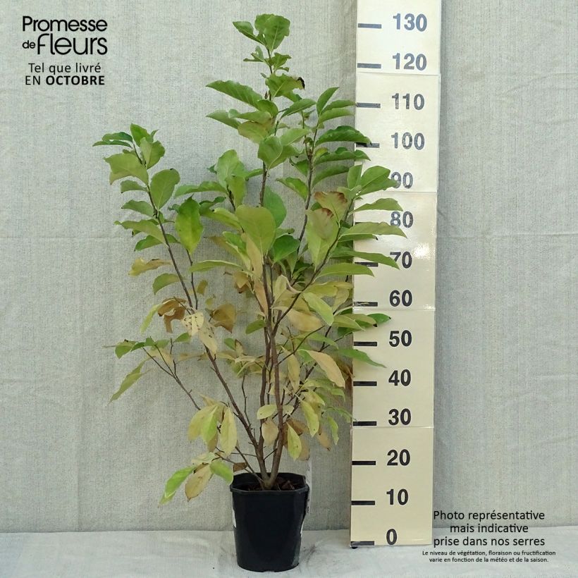 Spécimen de Magnolia Susan Pot de 3L/4L tel que livré en automne