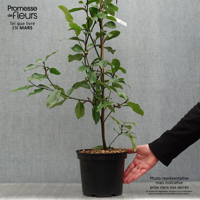 Example of Magnolia White Caviar Pot de 3L/4L as you get in printemps