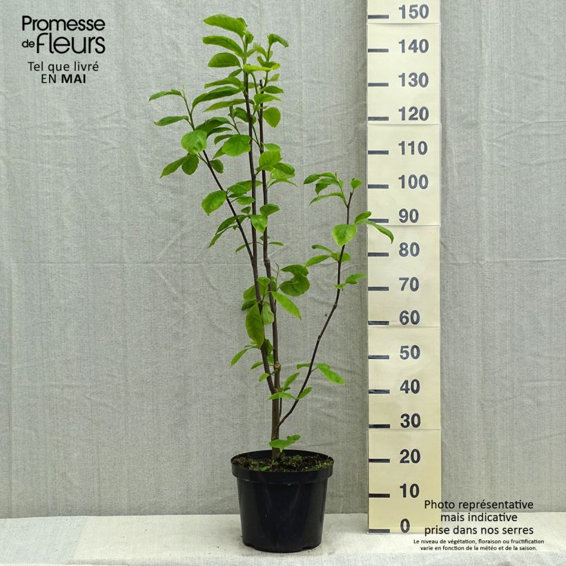 Example of Magnolia Yellow Lantern Pot de 6L/7L as you get in printemps