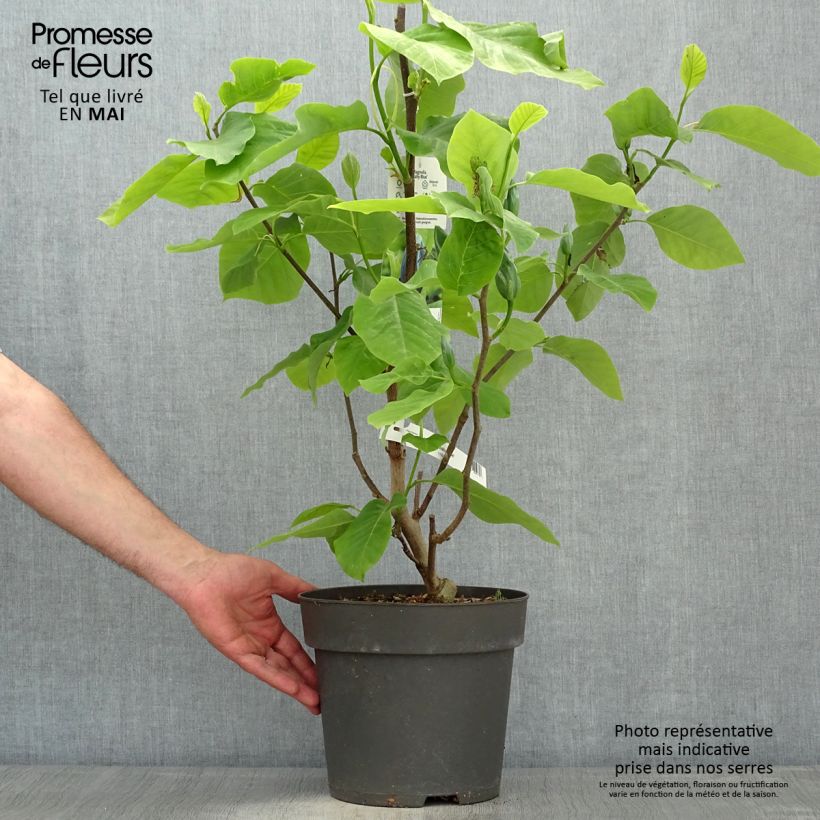 Example of Magnolia acuminata Blue Baby Pot de 6L/7L as you get in printemps