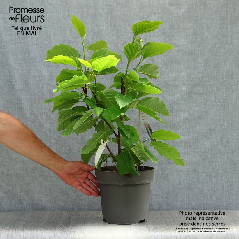 Example of Magnolia acuminata Blue Opal Pot de 7,5L/10L as you get in printemps