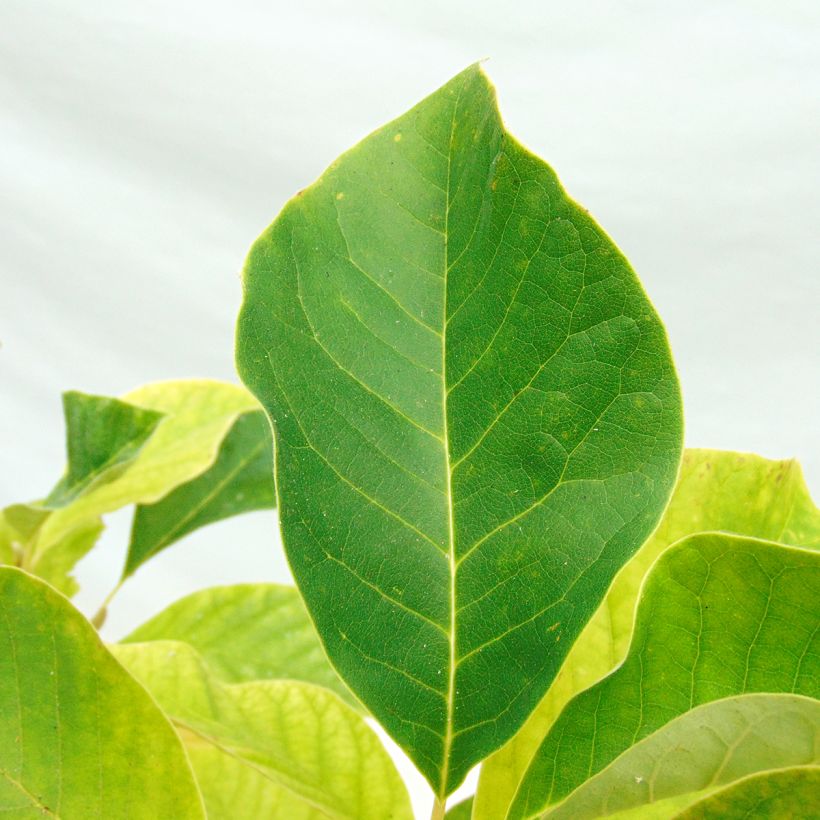 Magnolia brooklynensis Eva Maria (Foliage)