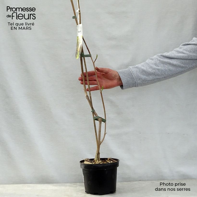 Example of Magnolia brooklynensis Eva Maria Pot de 2L/3L as you get in printemps