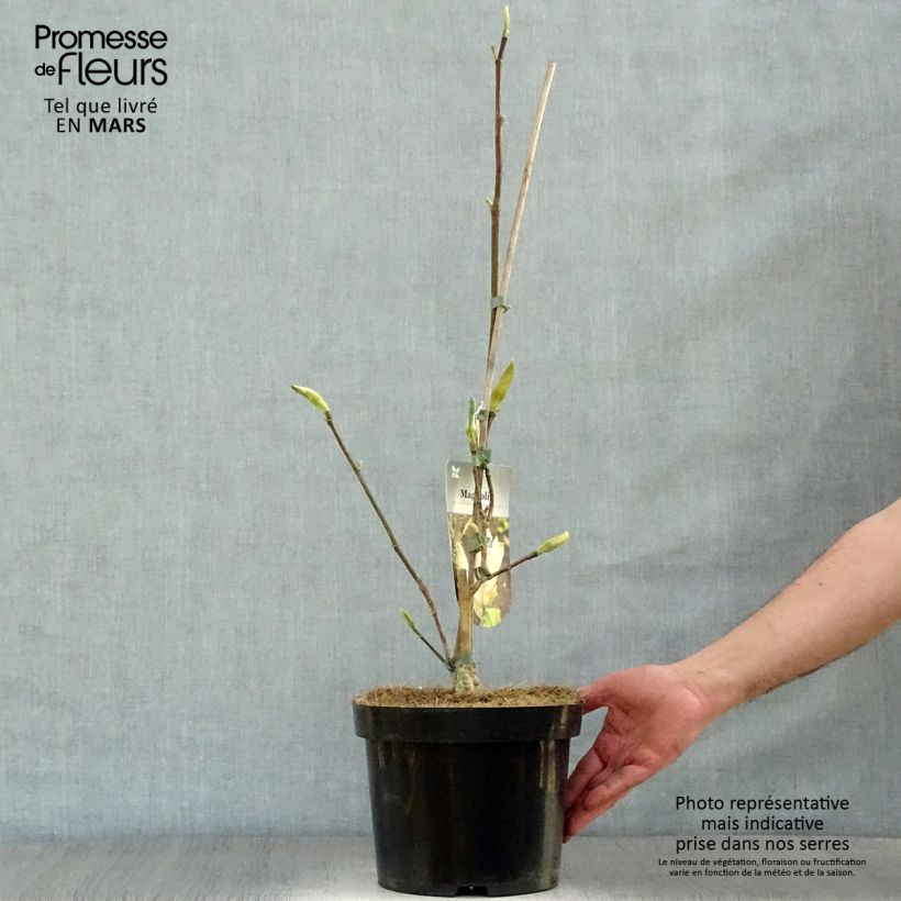 Example of Magnolia brooklynensis Eva Maria Pot de 4L/5L as you get in printemps
