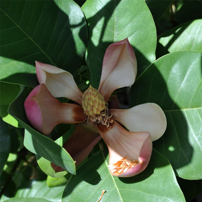Magnolia delavayi - Magnolia de Chine  (Flowering)