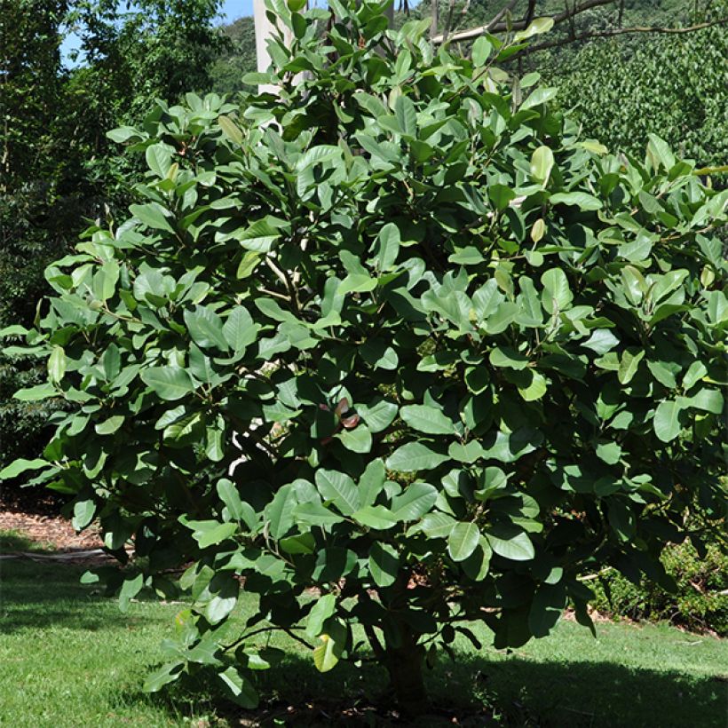 Magnolia delavayi - Magnolia de Chine  (Plant habit)