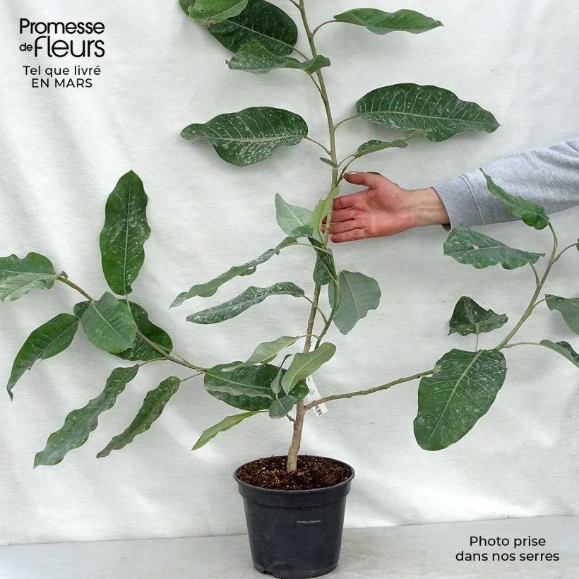 Example of Magnolia delavayi - Magnolia de Chine  Pot de 3L/4L as you get in printemps