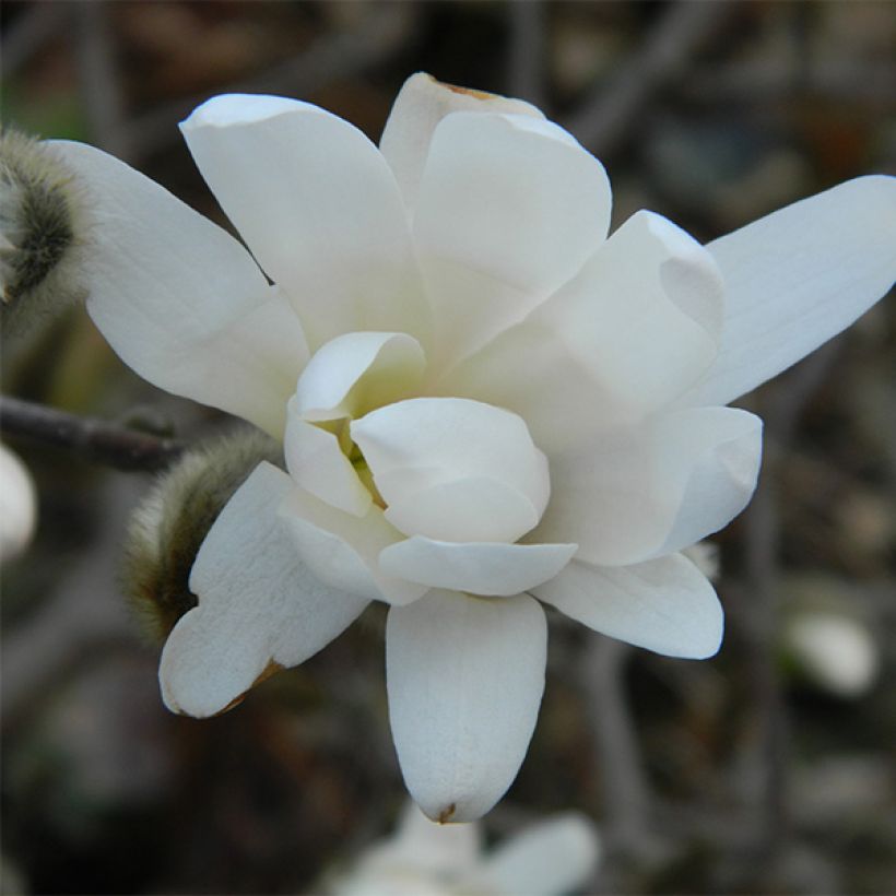 Magnolia denudata Double Diamond - Magnolia Yulan (Flowering)