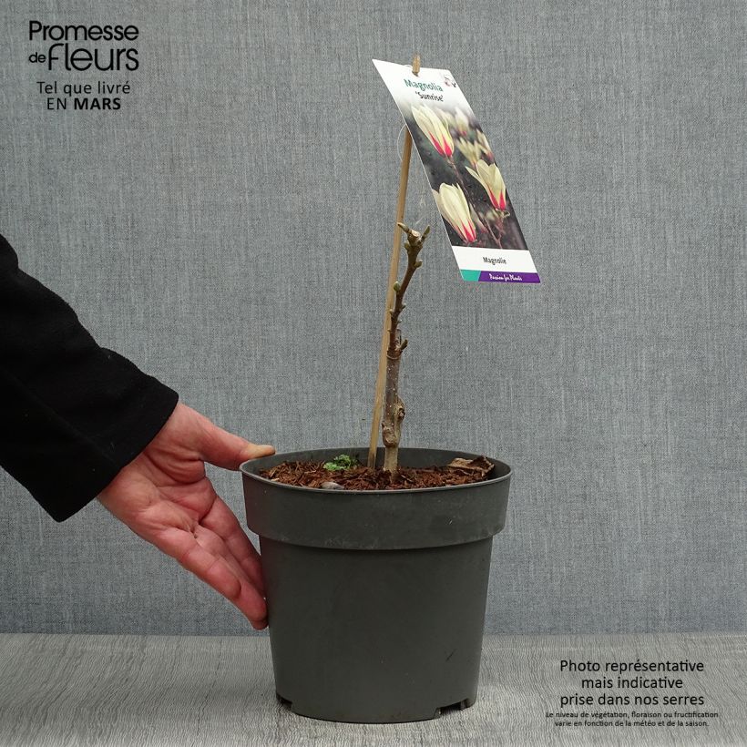 Example of Magnolia denudata Sunrise Pot de 3L/4L as you get in printemps