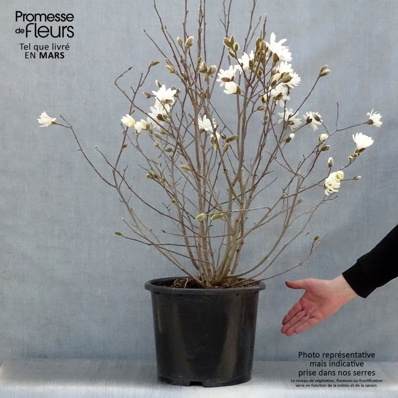 Spécimen de Magnolia étoilé - Magnolia stellata Waterlily Pot de 7,5L/10L tel que livré au printemps