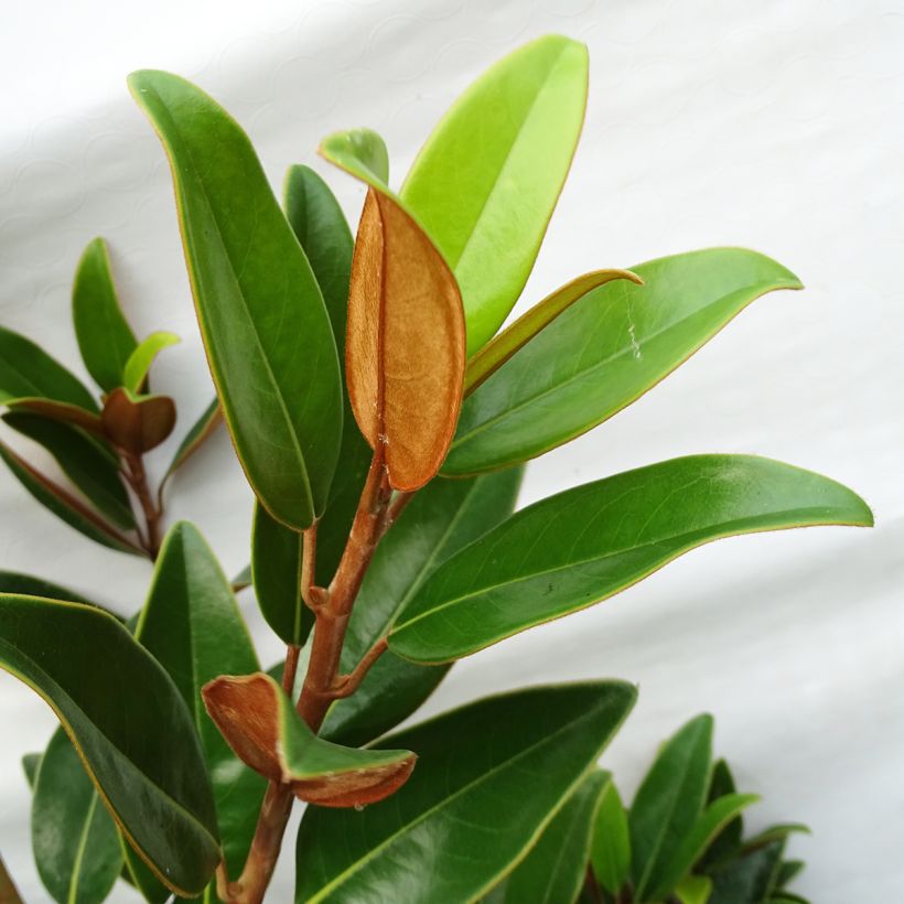 Magnolia grandiflora Alta (Foliage)
