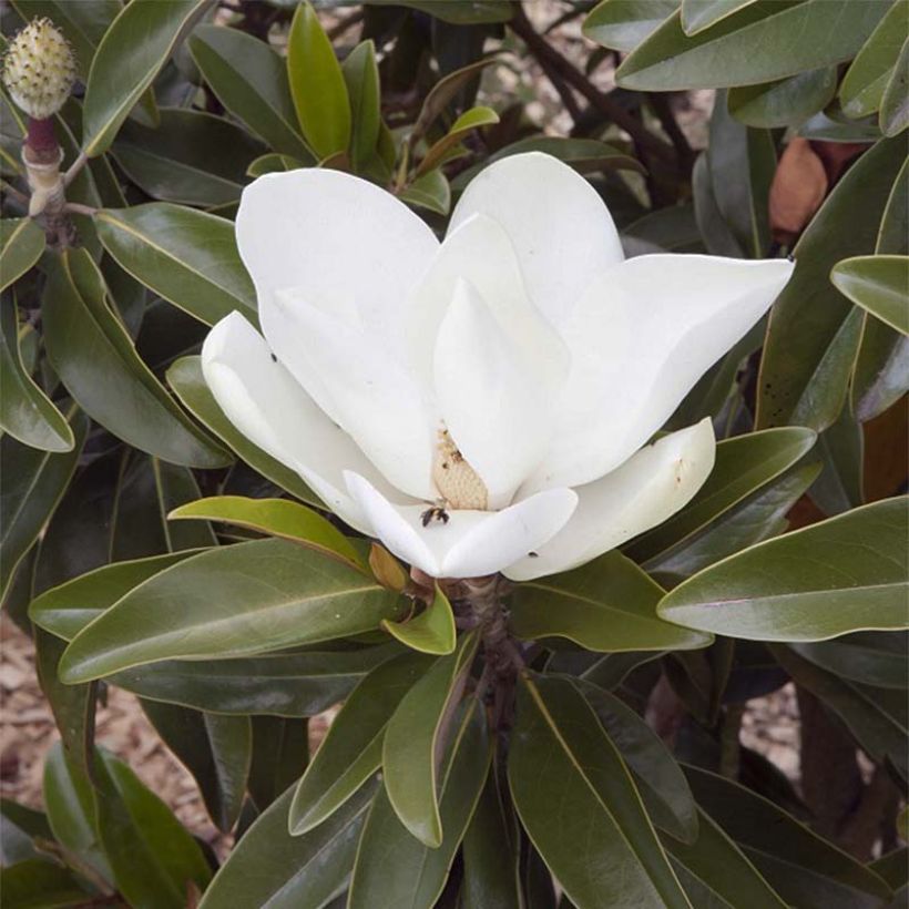 Magnolia grandiflora Alta (Flowering)