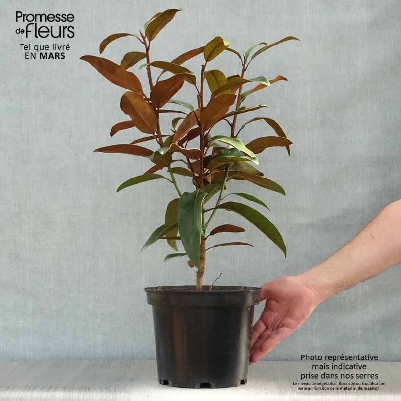 Example of Magnolia grandiflora Alta Pot de 4L/5L as you get in printemps