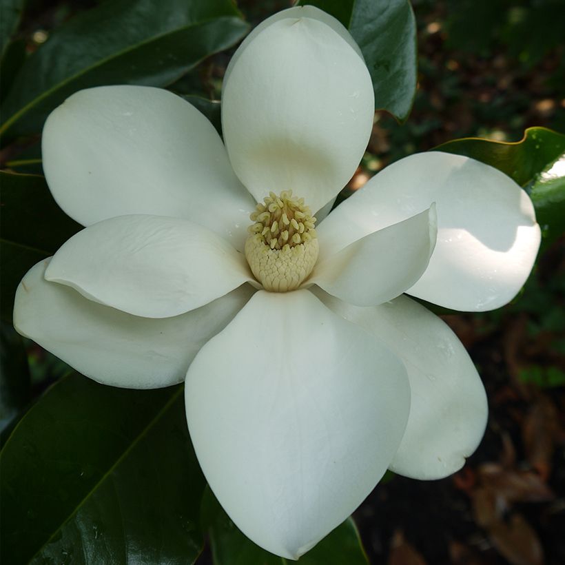 Magnolia grandiflora Bracken's Brown Beauty - Laurier-tulipier (Flowering)