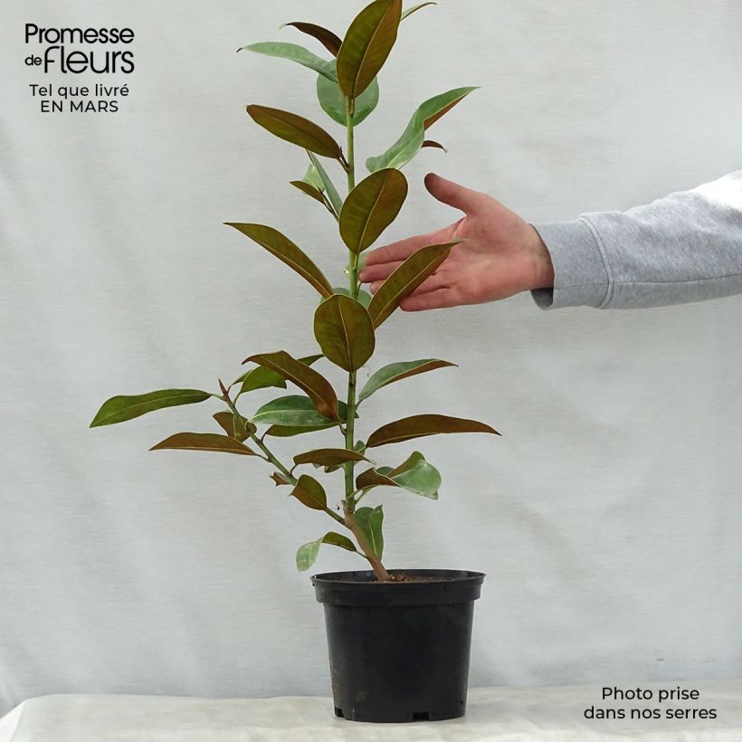 Example of Magnolia grandiflora Ferruginea - Laurier-tulipier Pot de 1,5L/2L as you get in printemps