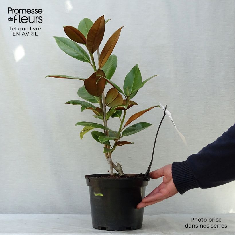 Example of Magnolia grandiflora Galissonière Pot de 4L/5L as you get in printemps