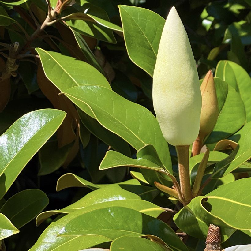 Magnolia grandiflora Goliath - Laurier-tulipier (Foliage)
