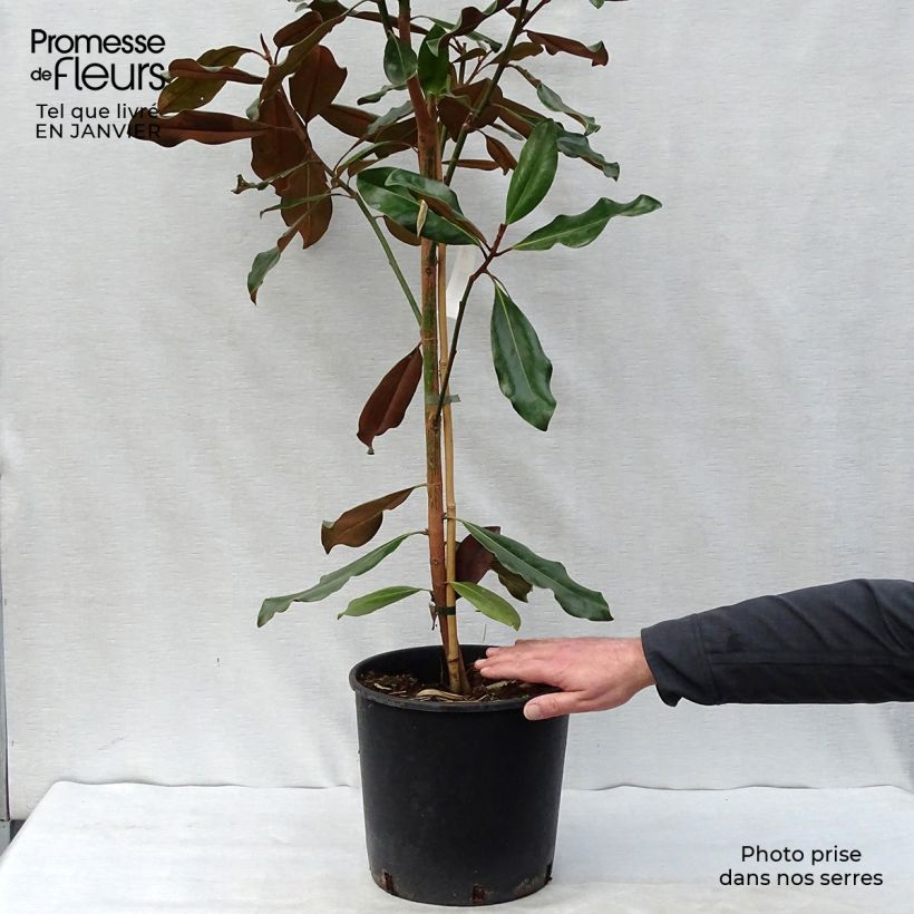Spécimen de Magnolia grandiflora Purpan Pot de 7,5L/10L tel que livré en hiver