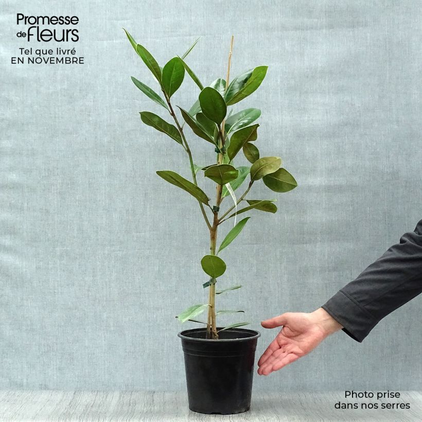 Spécimen de Magnolia grandiflora Treyve Pot de 4L/5L, Baliveau tel que livré en automne