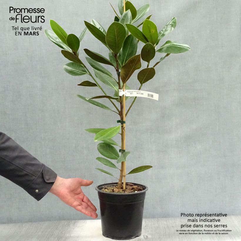 Example of Magnolia grandiflora Treyve Pot de 4L/5L, Baliveau as you get in printemps