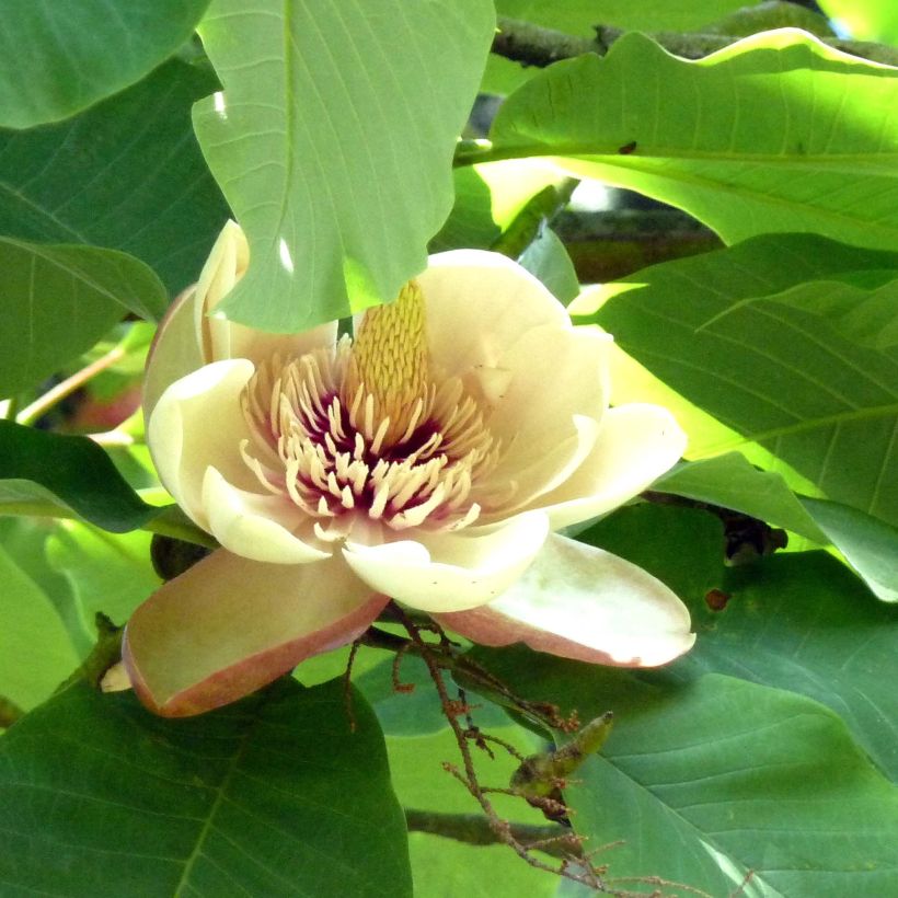 Magnolia hypoleuca (obovata) - Magnolia à grandes feuilles (Flowering)
