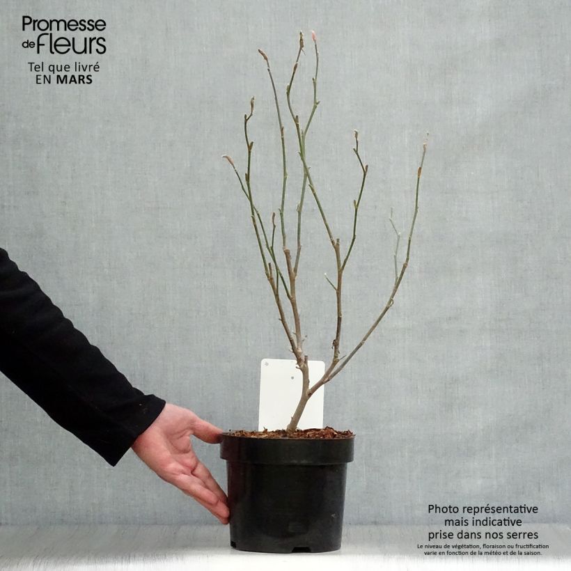 Example of Magnolia loebneri Leonard Messel Pot de 3L/4L as you get in printemps