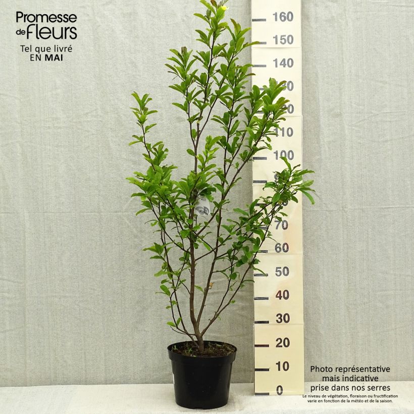 Example of Magnolia loebneri Leonard Messel Pot de 6L/7L as you get in printemps