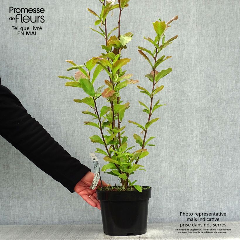Example of Magnolia loebneri Merrill Pot de 3L/4L as you get in printemps