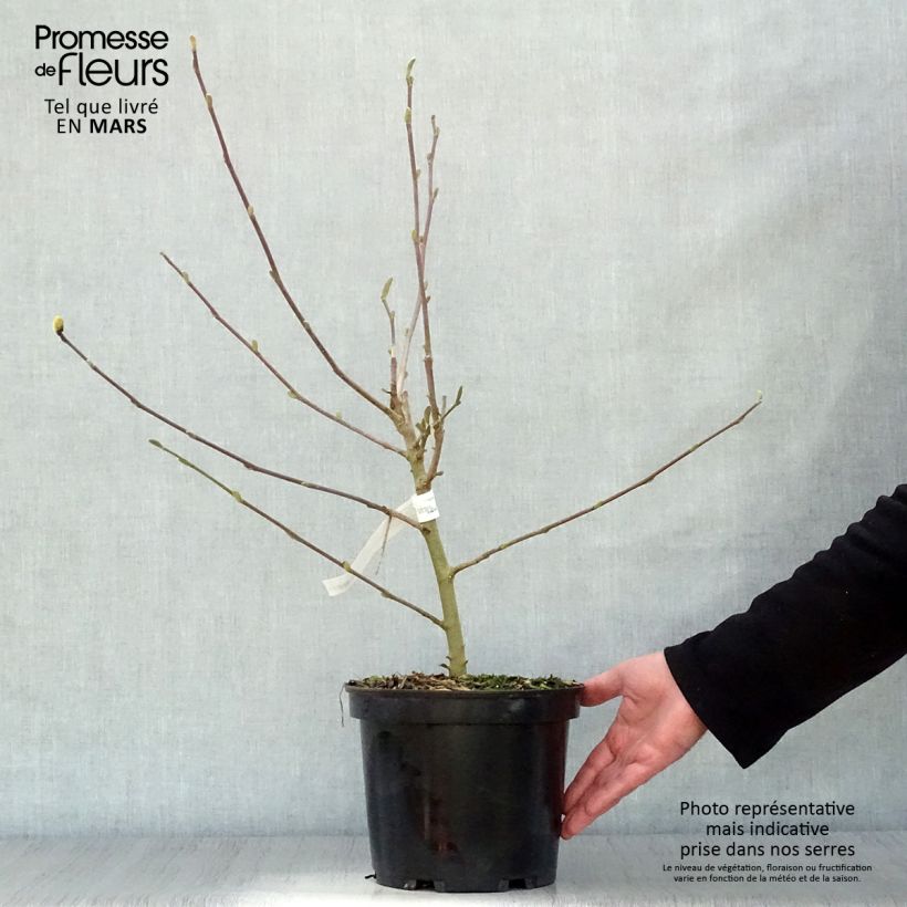 Example of Magnolia loebneri Wildcat Pot de 4L/5L as you get in printemps