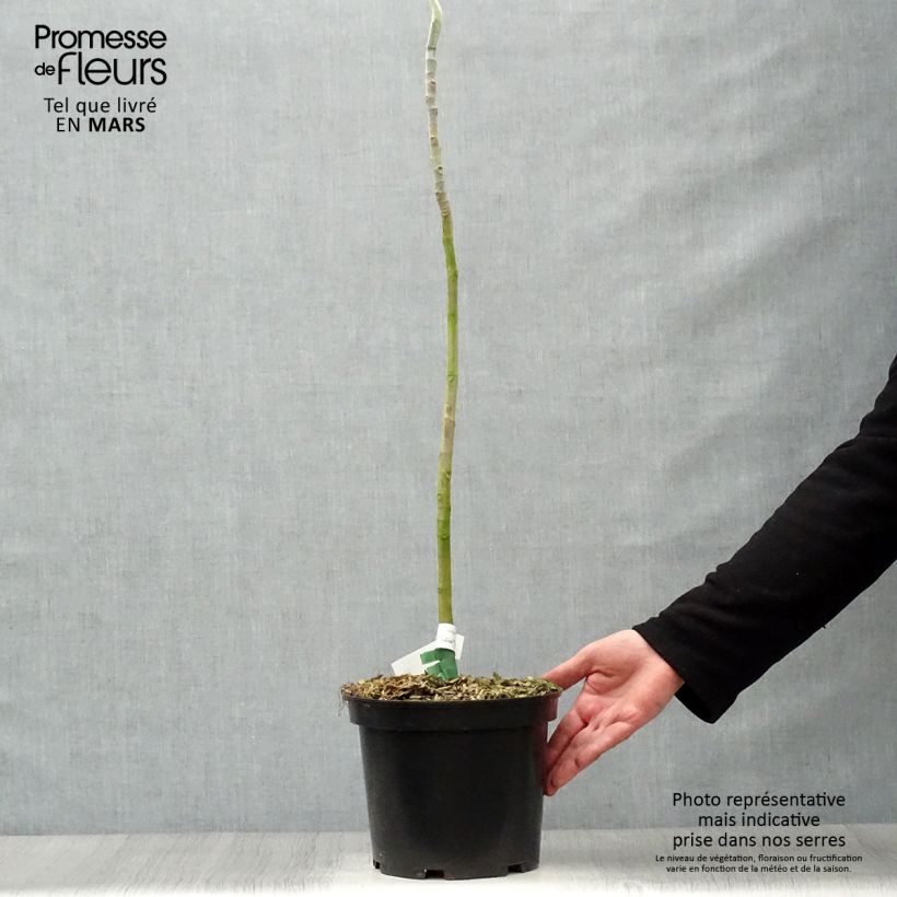 Example of Magnolia macrophylla - Magnolia à grandes feuilles Pot de 4L/5L as you get in printemps