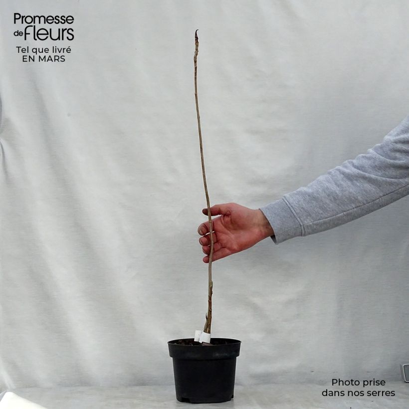 Example of Magnolia officinalis biloba - Magnolia officinal              Pot de 4L/5L as you get in printemps