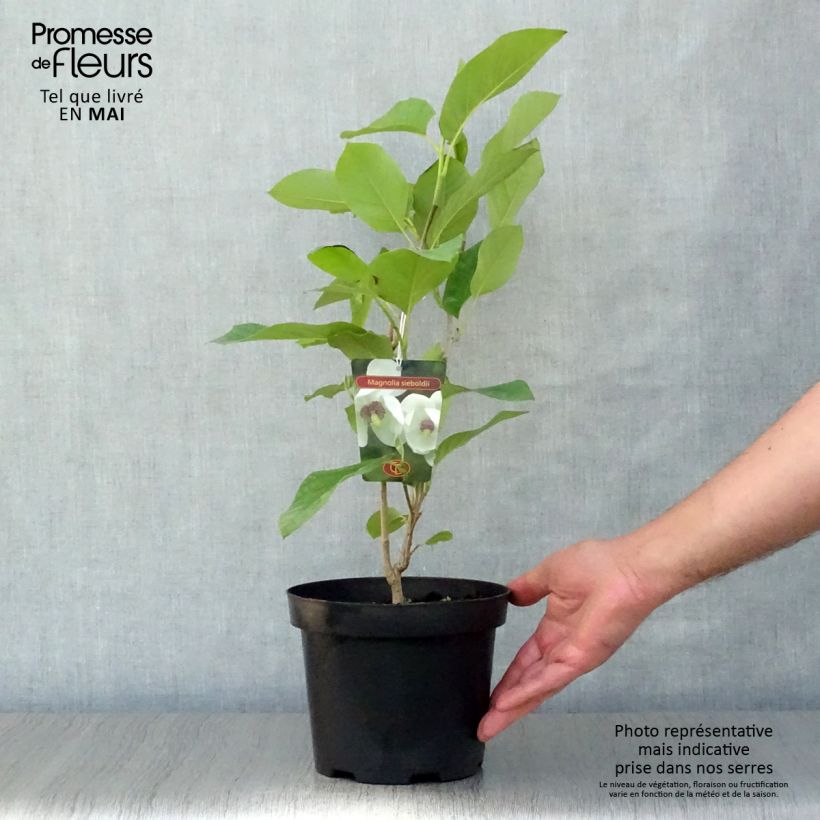 Example of Magnolia sieboldii Pot de 3L/4L as you get in printemps