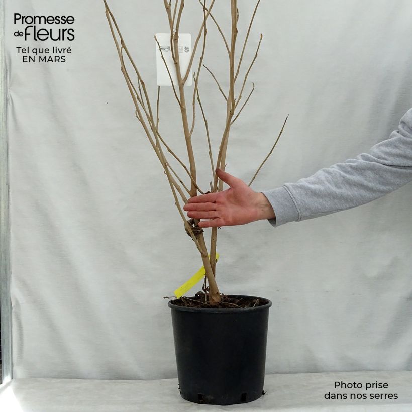 Example of Magnolia sieboldii Pot de 12L/15L as you get in printemps